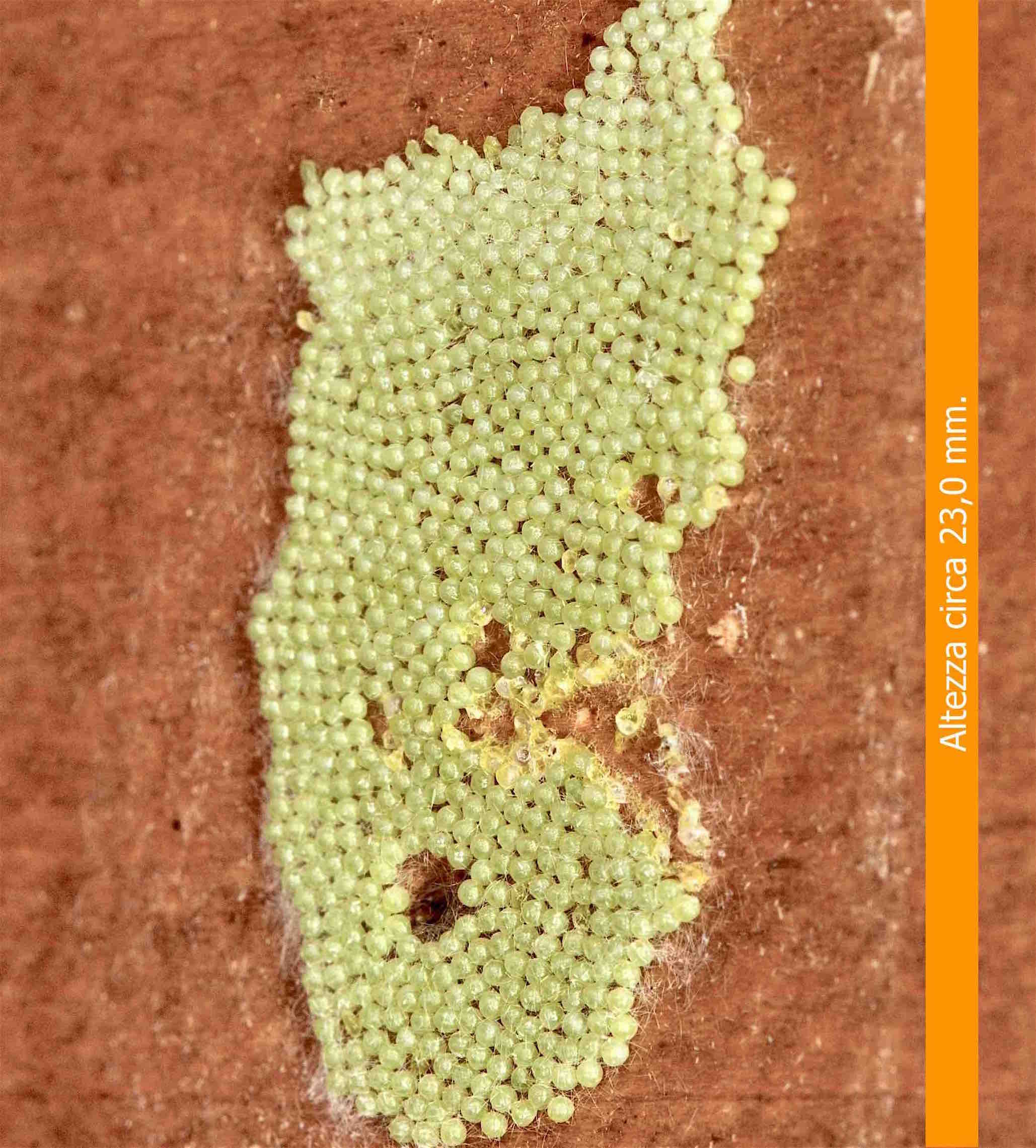 Ovatura di Hyphantria cunea?